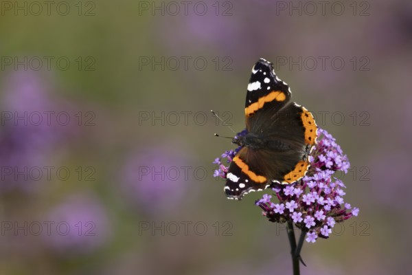 Red admiral butterfly (Vanessa atalanta) adult insect feeding on garden purple Verbena flowers in