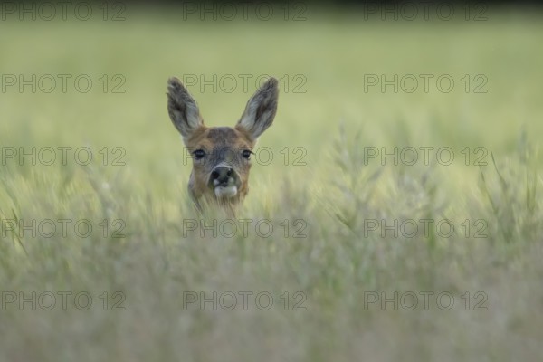 Roe deer (Capreolus capreolus) adult animal female doe in a farmland cereal field in summer,