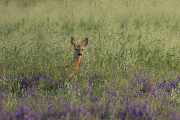 Roe deer (Capreolus capreolus) adult animal female doe in a farmland cereal field with purple vetch