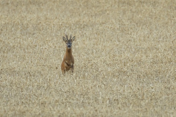 Roe deer (Capreolus capreolus) adult animal male roebuck running in a farmland wheat field in