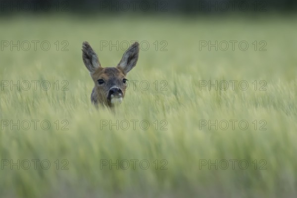 Roe deer (Capreolus capreolus) adult animal female doe in a farmland barley field in summer,