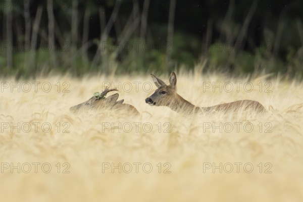 Roe deer (Capreolus capreolus) adult male roebuck and female doe two animals in a farmland barley