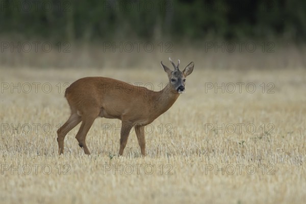 Roe deer (Capreolus capreolus) adult animal male roebuck in a farmland stubble field in summer,
