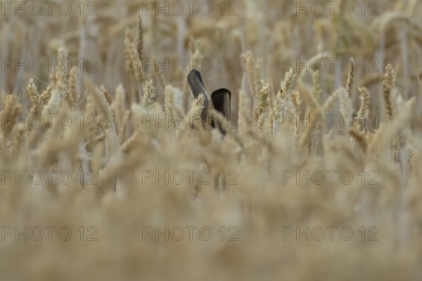 European brown hare (Lepus europaeus) adult animal in a farmland wheat field in summer, England,