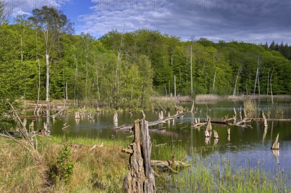Schweingartensee in spring, lake in the Serrahn Hills, Serrahner Berge, Mecklenburgische Seenplatte