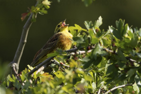 Yellowhammer (Emberiza citrinella) adult male bird singing in a hawthorn hedgerow in summer,