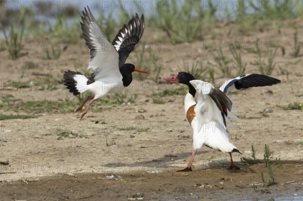 Eurasian oystercatcher (Haematopus ostralegus) adult wading bird fighting with a Shelduck (Tadorna