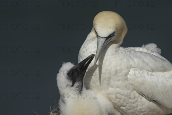 Northern gannet (Morus bassanus) adult parent bird and juvenile baby chick seabirds on a nest on a