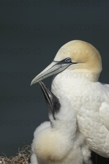 Northern gannet (Morus bassanus) adult parent bird and juvenile baby chick seabirds on a nest on a