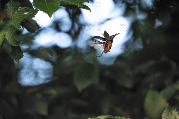 Stag beetle hovers in the trees of the Voralb at sunset