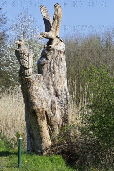 Carved sculpture of a white-tailed eagle (Haliaeetus albicilla) from a tree on the River Peene at