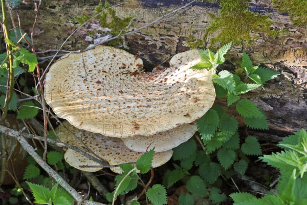 Scaly stem porling (Cerioporus squamosus) on dead wood, Peene Valley nature park Park,