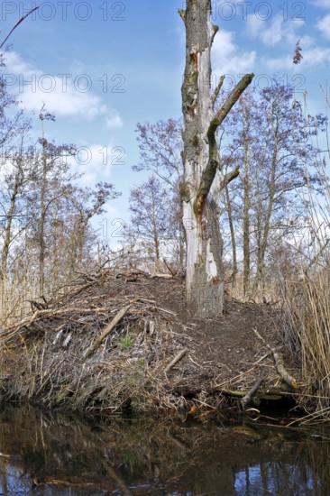 Beaver (Castor fibre), castle of a beaver on the banks of the Peene, dwelling of a beaver, Peene