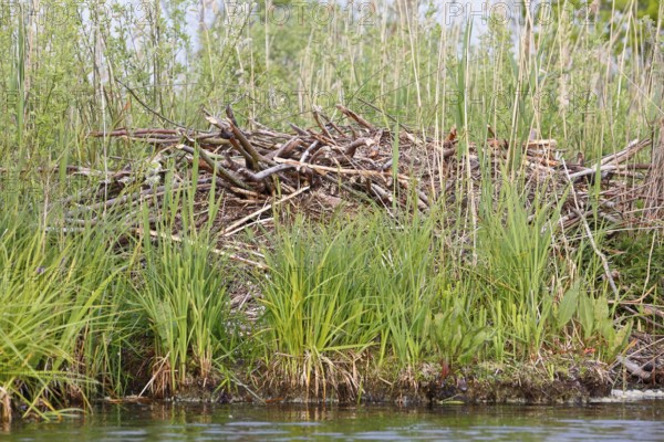 Beaver (Castor fibre), castle of a beaver on the banks of the Peene, dwelling of a beaver, Peene