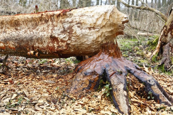 Beaver (Castor fibre), tree felled by a beaver, activities of a beaver, beaver cutting, Peene