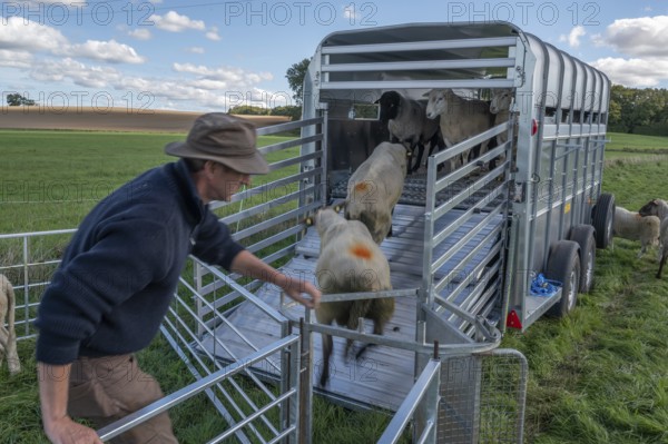 Shepherd loading his sheep into the two-story animal transporter, in the pasture, Rehna,