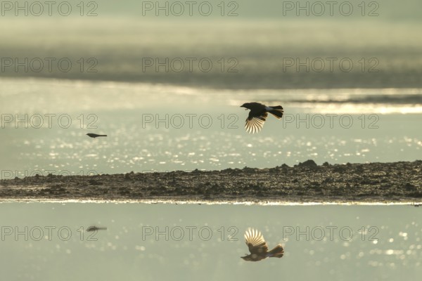 Eurasian jay (Garrulus glandarius) chasing a white wagtail, pursue, prey, prey animal, flight