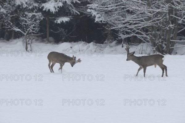 Roe deer (Capreolus capreolus) Bucks in velvet antlers sit with their forelegs in the snow on the
