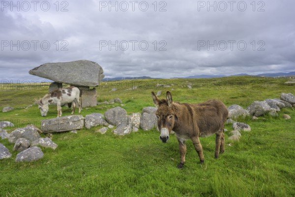 Donkey at the dolmen of, Kilclooney, County Donegal, Ireland
