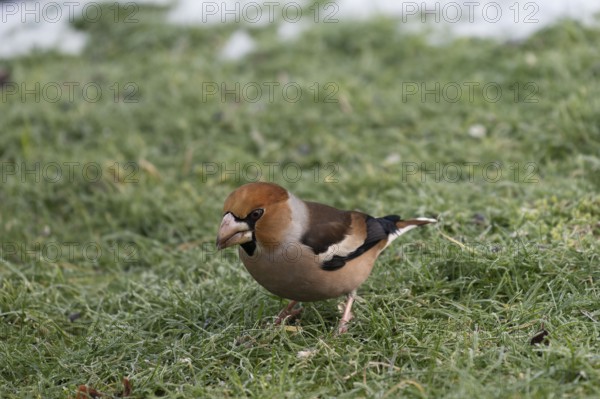 Hawfinch (Coccothraustes coccothraustes) searching for food in winter, North Rhine-Westphalia,