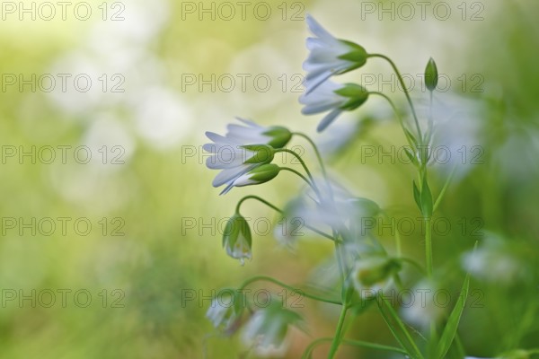 Greater stitchwort (Rabelera holostea, synonym: Stellaria holostea L.), backlit flowers, Peene
