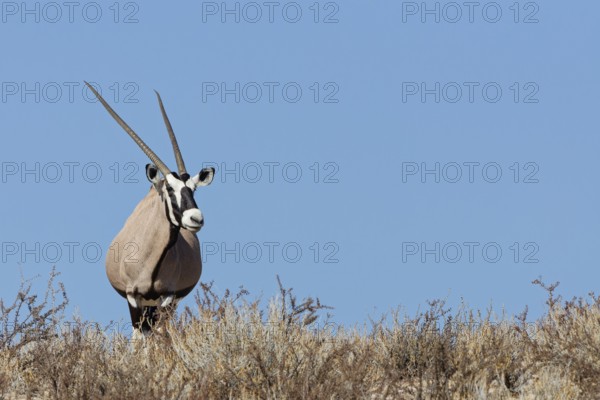 Gemsbok (Oryx gazella), adult female, standing on a rocky ridge among dry bushes, looking at