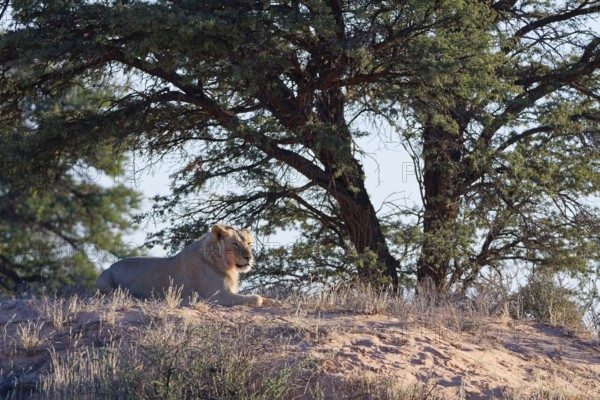 African lion (Panthera leo), adult male lying on a sand dune, in the shade of trees, looking