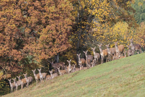 A large herd of red deer (Cervus elaphus) rests in hilly terrain on a meadow at the edge of the