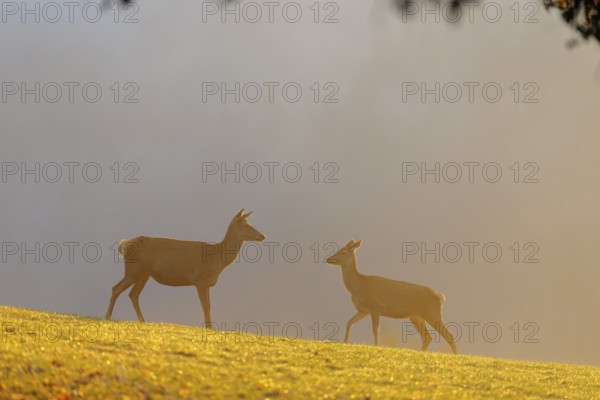 A herd of red deer cows (Cervus elaphus) standing on a meadow in backlit condition. Fog covers the