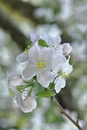 Apple blossoms (Malus), white blossoms with bokeh in the background, close-up, spring, Wilnsdorf,