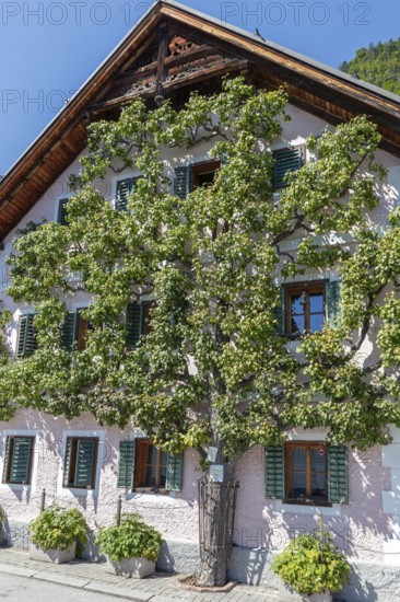 A, Hallstatt