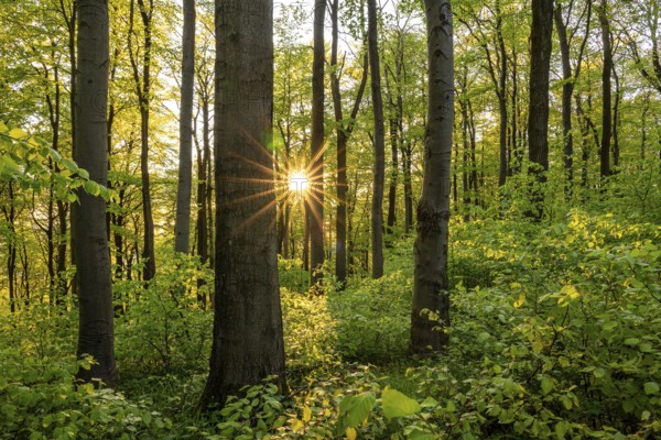 The evening sun shines atmospherically through the trees of an idyllic beech forest in spring, Ith,