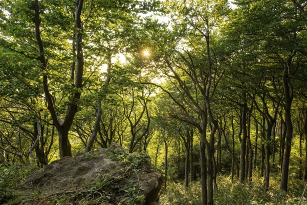 Rocky outcrop above an open green beech forest, Bessinger Cliffs, Ith, Saubrink-Oberberg Nature