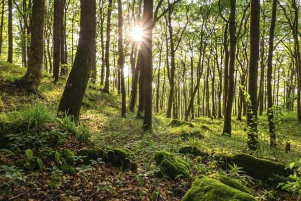 The sun shines through the trees of an idyllic beech forest in spring, Ith, Saubrink-Oberberg