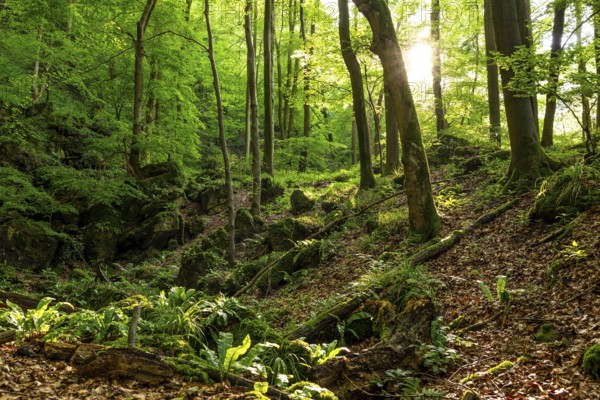 View of the Devil's Kitchen, a mystical rock basin surrounded by lush green beech forest at the