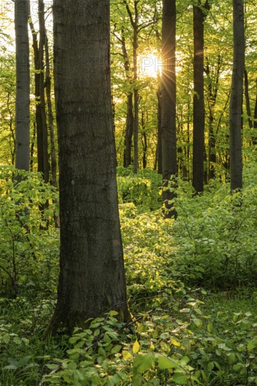 The evening sun shines atmospherically through the trees of an idyllic beech forest in spring, Ith,