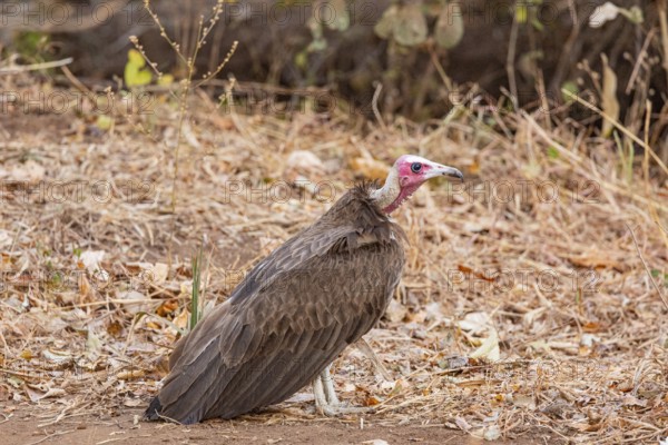 Black-capped vulture (Necrsoyrtes monachus) Zambia
