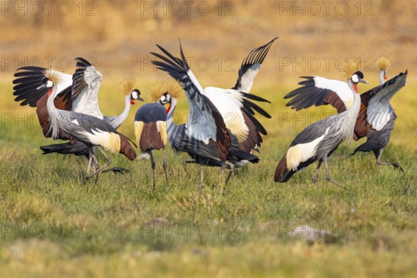 Crowned Crane (Balearica regulorum) Courtship behaviour Zambia