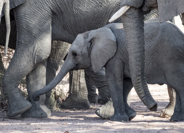 Juvenile between adult elephants, African elephant (Loxodonta africana), desert elephants, riverbed