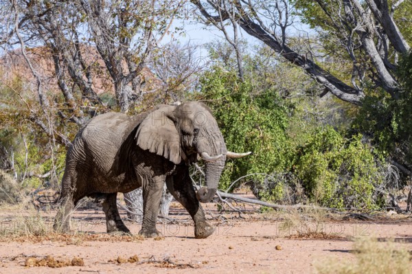 African elephant (Loxodonta africana), adult male, desert elephant, in the riverbed of the Ugab