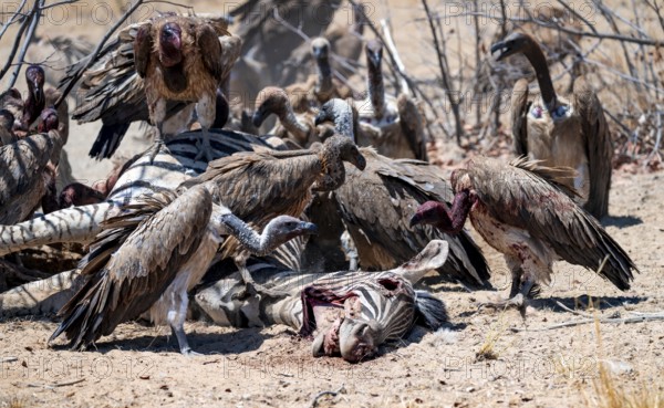 White-backed vulture (Gyps africanus) with bloody head sitting on the head of a dead plains zebra