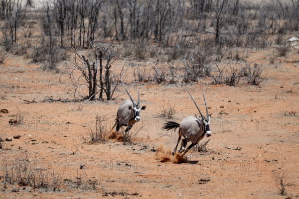 Two gemsbok (Oryx gazella) running, Etosha National Park, Namibia