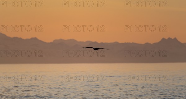 Bald eagle (Haliaeetus leucocephalus) flying in front of mountain silhouettes of the Aleutian