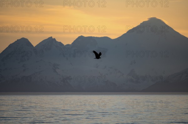 Bald eagle (Haliaeetus leucocephalus) flying in front of mountain silhouettes of the Aleutian chain