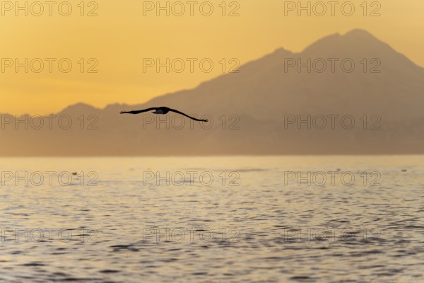 Bald eagle (Haliaeetus leucocephalus) flying in front of mountain silhouettes of the Aleutian chain