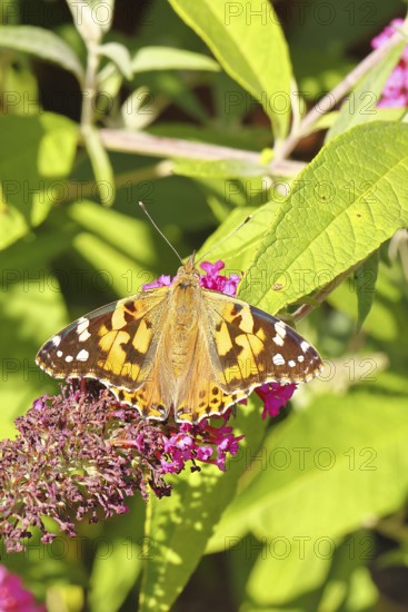 Thistle butterfly (Vanessa cardui) on a Buddleja davidii flower, Wilnsdorf, North Rhine-Westphalia,
