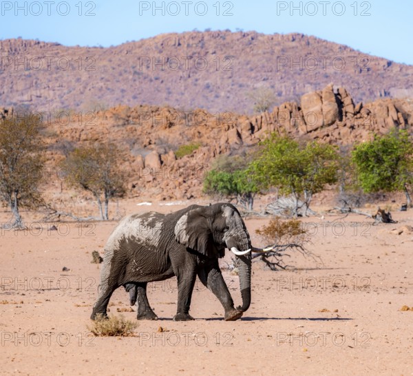 African elephant (Loxodonta africana), desert elephant in barren desert landscape, adult male,