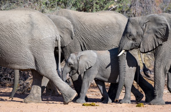 Young elephant among other elephants in the herd, African elephant (Loxodonta africana), desert