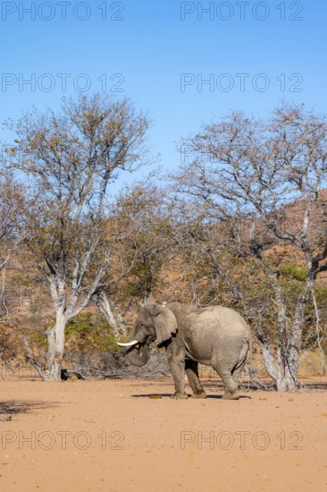 African elephant (Loxodonta africana), desert elephant in barren desert landscape, riverbed of the