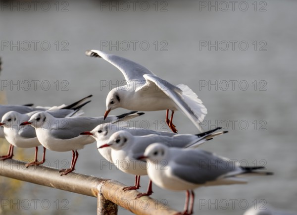 Black-headed gulls in winter dress, on a railing on the Rhine near Duisburg-Walsum, North